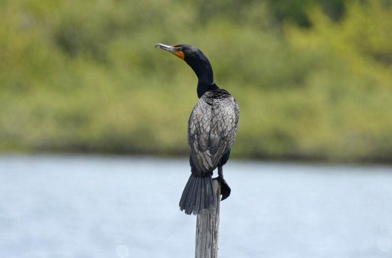 Double-crested Cormorant (Phalacrocorax auritus floridanus) Florida - Canaveral National Seashore