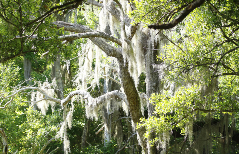 Spanish Moss (Tillandsia usneoides) Florida - Merritt Island National Wildlife Refuge - Oak Hammock Trail