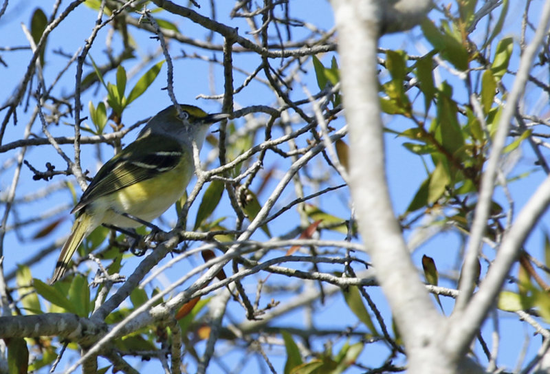 White-eyed Vireo (Vireo griseus) Florida - Orange - Hall Scott Regional Preserve