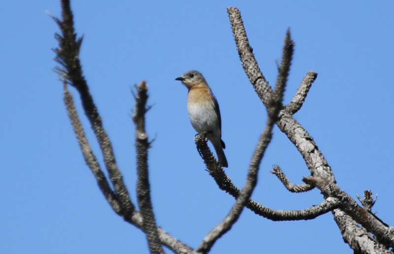 Eastern Bluebird (Sialia sialis) Florida - Orange - Hall Scott Regional Preserve