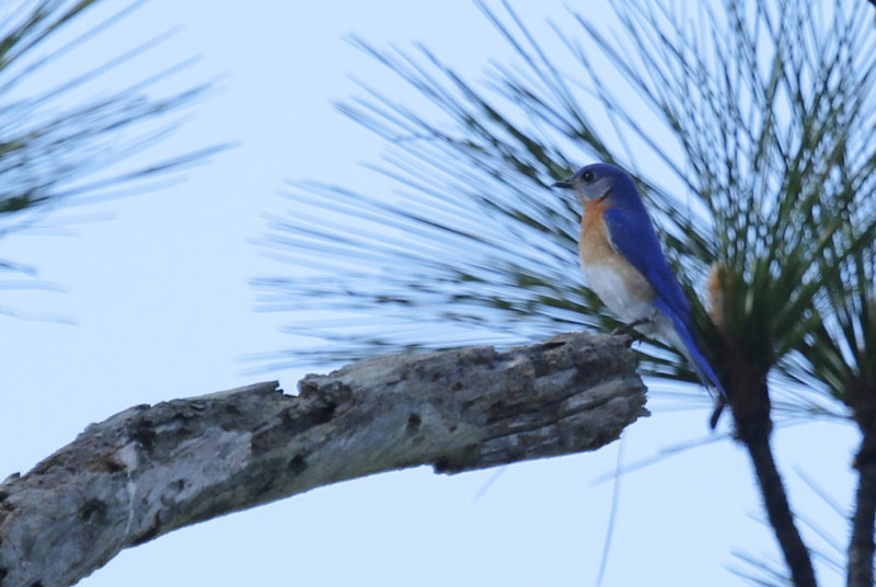 Eastern Bluebird (Sialia sialis) Florida - Orange - Hall Scott Regional Preserve