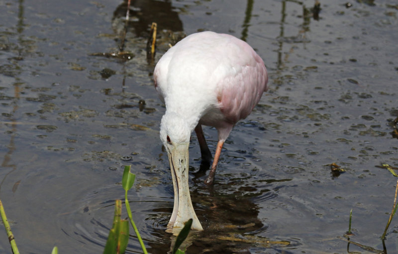 Roseate Spoonbill (Platalea ajaja) Florida - Palm Beach - Wakodahatchee Wetlands Reserve