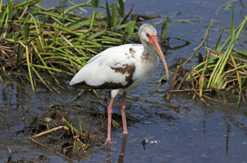 American White Ibis (Eudocimus albus) Florida - Palm Beach - Wakodahatchee Wetlands Reserve