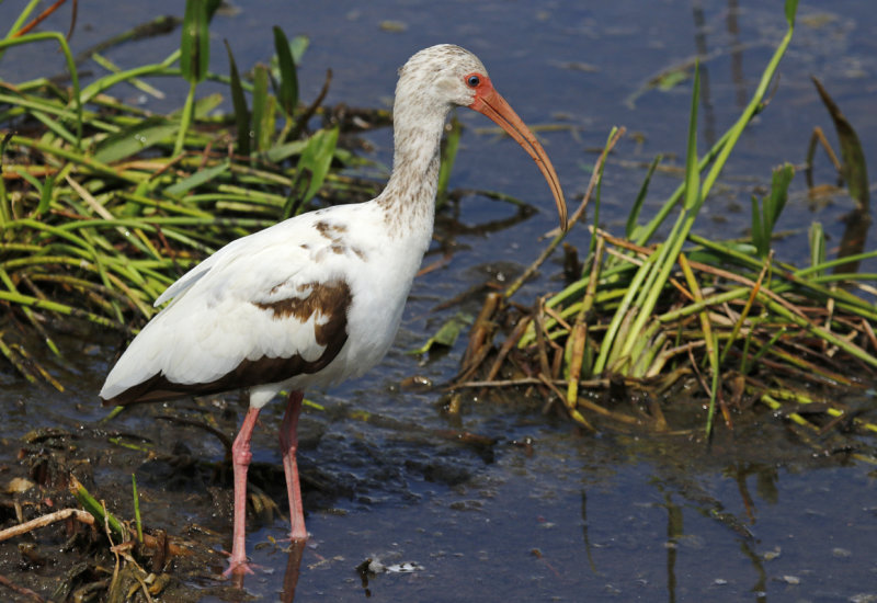 American White Ibis (Eudocimus albus) Florida - Palm Beach - Wakodahatchee Wetlands Reserve