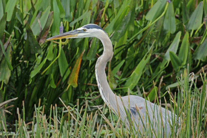 Great Blue Heron (Ardea herodias) Florida - Palm Beach - Wakodahatchee Wetlands Reserve