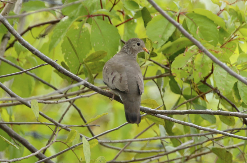 Common Ground Dove (Columbina passerina passerina) Florida - Frog Pond Wildlife Management Area “Lucky Hammock”