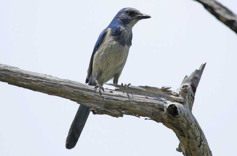 Florida Scrub Jay (Aphelocoma coerulescens) US - Florida - Canaveral National Seashore