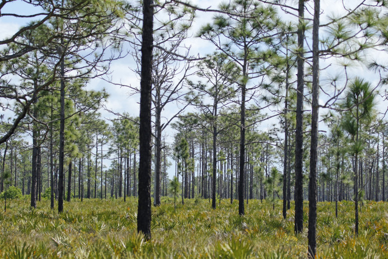 Longleaf pine (Pinus palustris) Pine Flatwoods - Hall Scott Regional Preserve, Orange, Florida