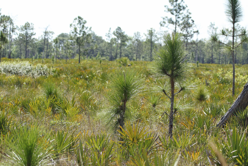 Longleaf pine (Pinus palustris) Pine Flatwoods - Hall Scott Regional Preserve, Orange, Florida