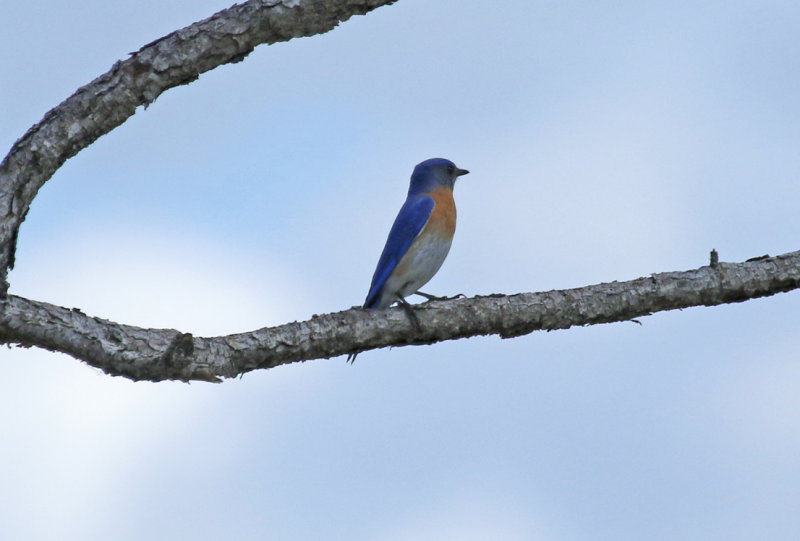 Eastern Bluebird (Sialia sialis) Florida - Orange - Hall Scott Regional Preserve