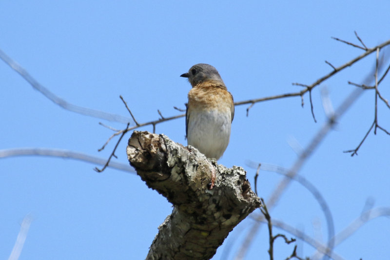 Eastern Bluebird (Sialia sialis) Florida - Orange - Hall Scott Regional Preserve