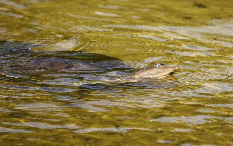 Florida Softshell Turtle (Apalone ferox) Florida - Orange - Orlando Wetlands Park