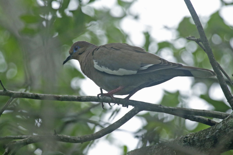 White-winged Dove (Zenaida asiatica) Miami-Dade - Florida City