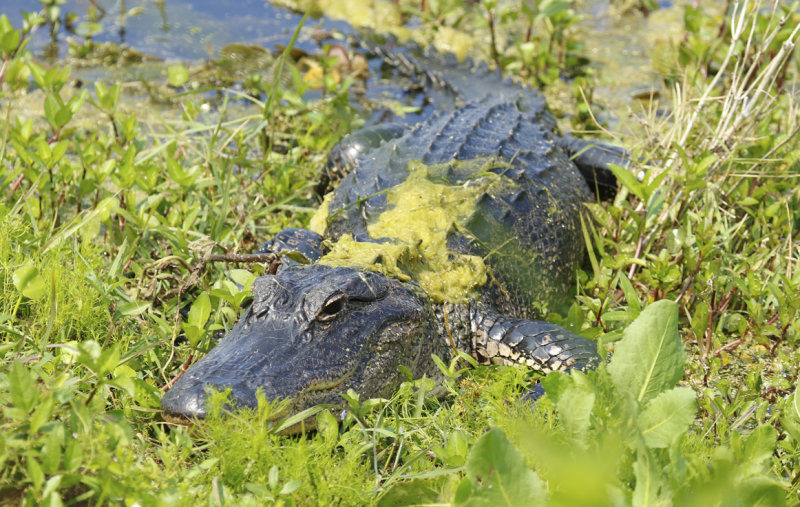 American Alligator (Alligator mississippiensis) Florida - Orange - Orlando Wetlands Park