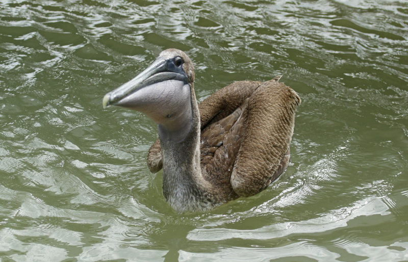 Brown Pelican (Pelecanus occidentalis carolinensis) (immature) Florida - Everglades NP - Flamingo