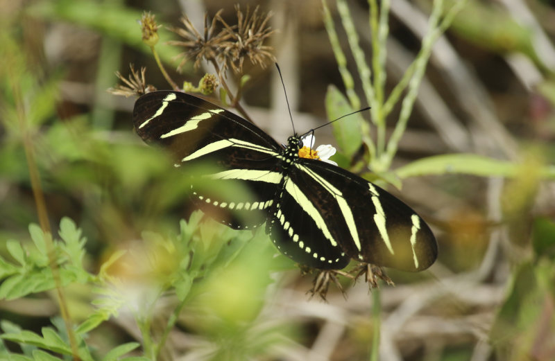 Zebra Heliconian (Heliconius charithonia) Florida - Key Biscayne - Bill Baggs Cape Florida State Park
