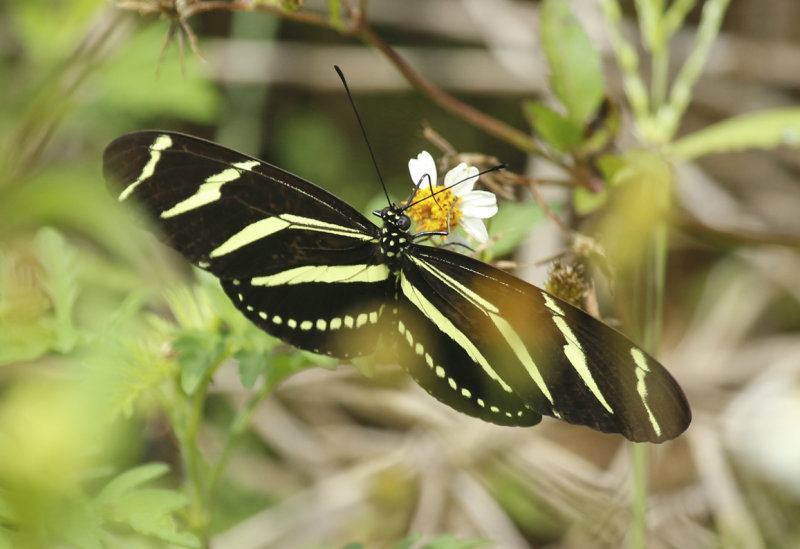 Zebra Heliconian (Heliconius charithonia) Florida - Key Biscayne - Bill Baggs Cape Florida State Park