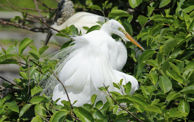 American Great Egret (Ardea alba egretta) Florida - Palm Beach - Wakodahatchee Wetlands Reserve