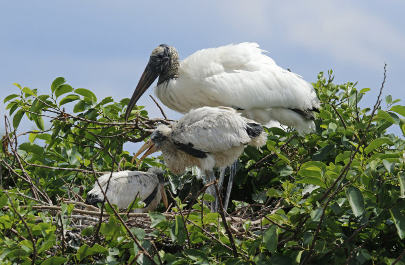 Wood Stork (Mycteria americana) Florida - Palm Beach - Wakodahatchee Wetlands Reserve