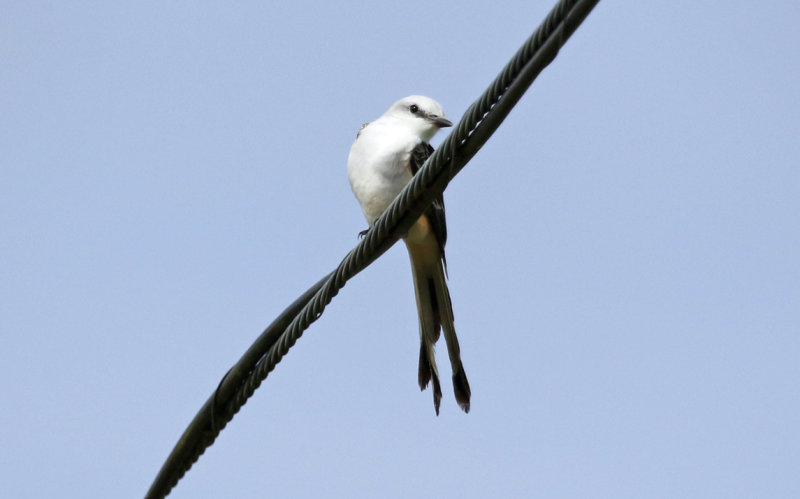 Scissor-tailed Flycatcher (Tyrannus forficatus) Florida - Frog Pond Wildlife Management Area “Lucky Hammock”