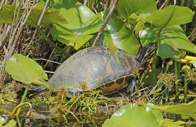 Florida Red-bellied Turtle (Pseudemys nelsoni) Florida - Everglades NP - Royal Palm