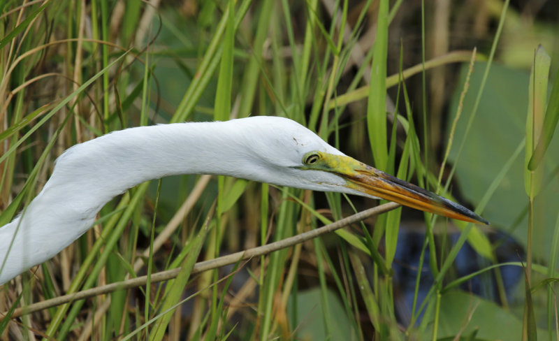 American Great Egret (Ardea alba egretta) Florida - Everglades NP - Royal Palm 