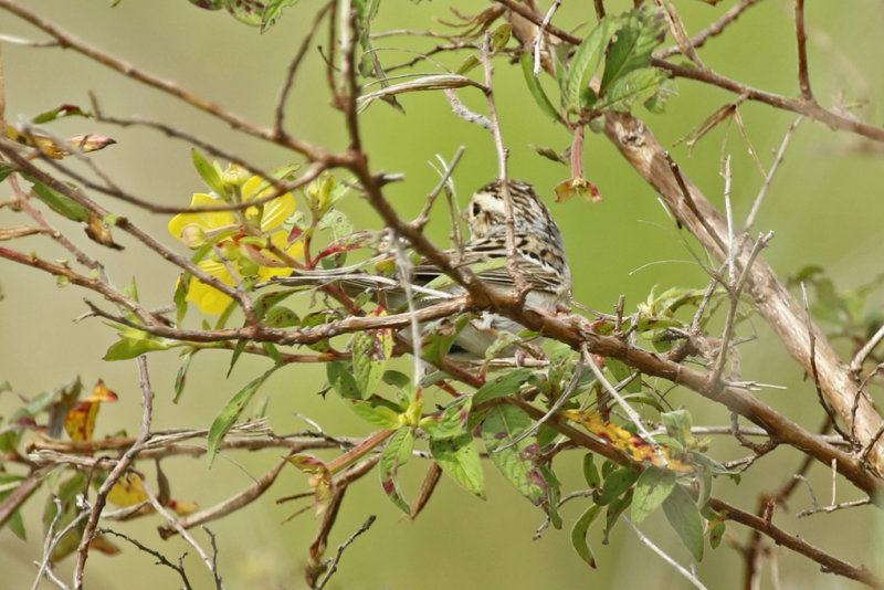 Grasshopper Sparrow (Ammodramus savannarum) Florida - Frog Pond Wildlife Management Area “Lucky Hammock”