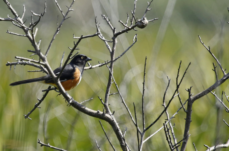 Eastern Towhee ssp alleni (Pipilo erythrophthalmus alleni) Florida - Canaveral National Seashore