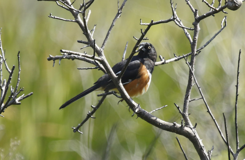 Eastern Towhee (Pipilo erythrophthalmus) 