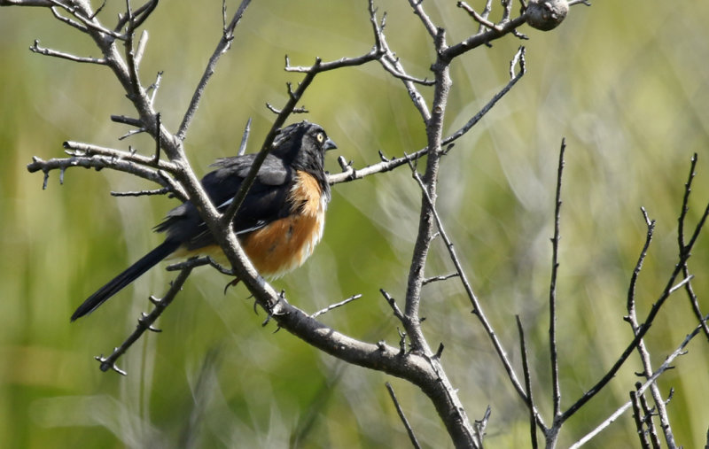 Eastern Towhee ssp alleni (Pipilo erythrophthalmus alleni) Florida - Canaveral National Seashore