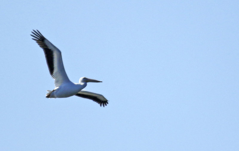 American White Pelican (Pelecanus erythrorhynchos) Florida - Seminole - Lake Jesup Wilderness Area