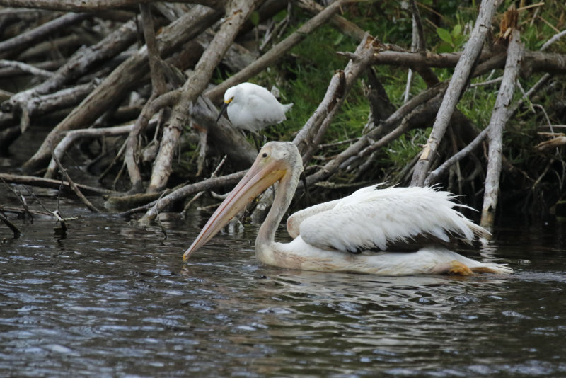 American White Pelican (Pelecanus erythrorhynchos) Florida - Everglades National Park