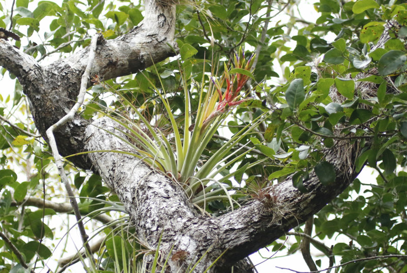 Cardinal airplant (Tillandsia fasciculata) Florida - Everglades - Mahogany Hammock
