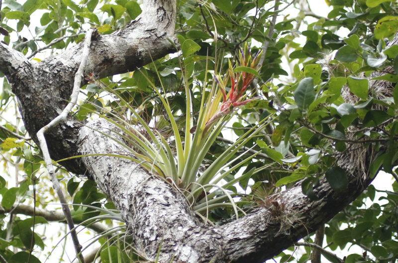 Cardinal airplant (Tillandsia fasciculata) Florida - Everglades - Mahogany Hammock