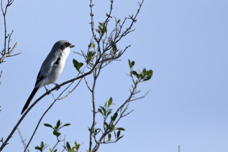 Loggerhead Shrike (Lanius ludovicianus ludovicianus) Florida - Merritt Island National Wildlife Refuge