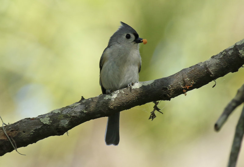 Tufted Titmouse (Baeolophus bicolor) Florida - Merritt Island National Wildlife Refuge 