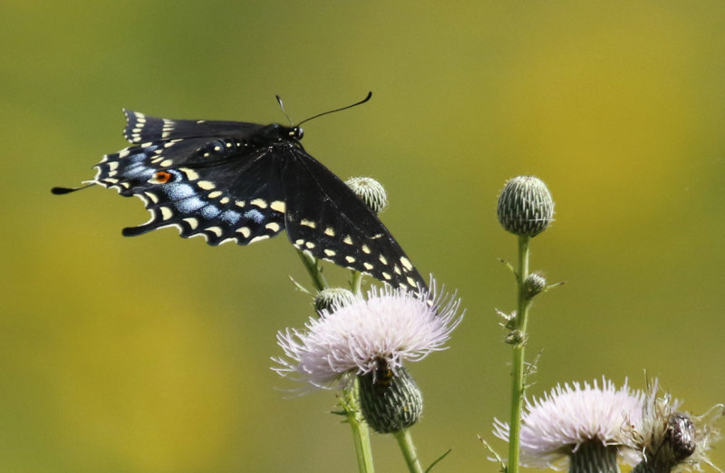 Black Swallowtail (Papilio polyxenes) Florida - Seminole - Lake Jesup Wilderness Area