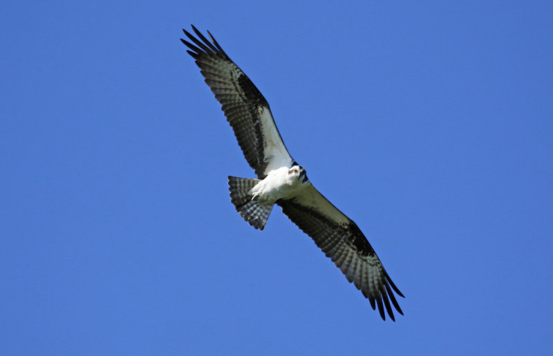 American Osprey (Pandion haliaetus carolinensis) Florida - Seminole - Lake Jesup Wilderness Area