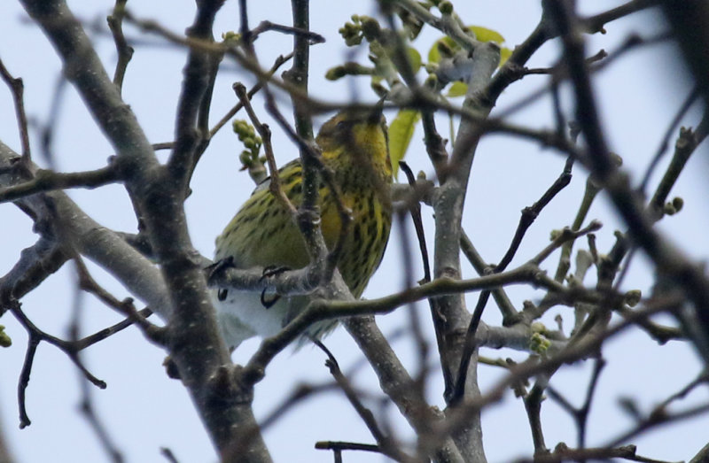 Cape May Warbler (Setophaga tigrina) US Florida - Key Largo Hammock Botanical State Park