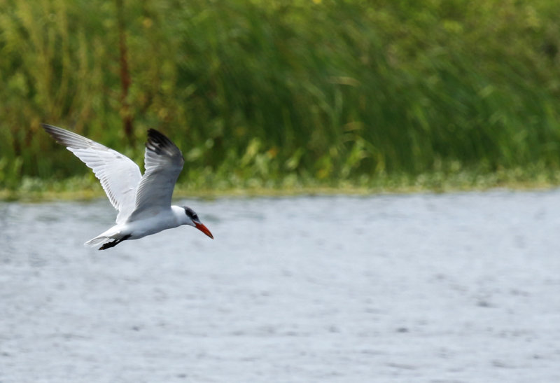 Caspian Tern (Hydroprogne caspia) Florida - Orange - Orlando Wetlands Park