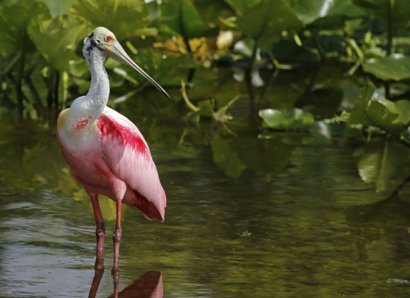 Roseate Spoonbill (Platalea ajaja) Florida - Orange - Orlando Wetlands Park