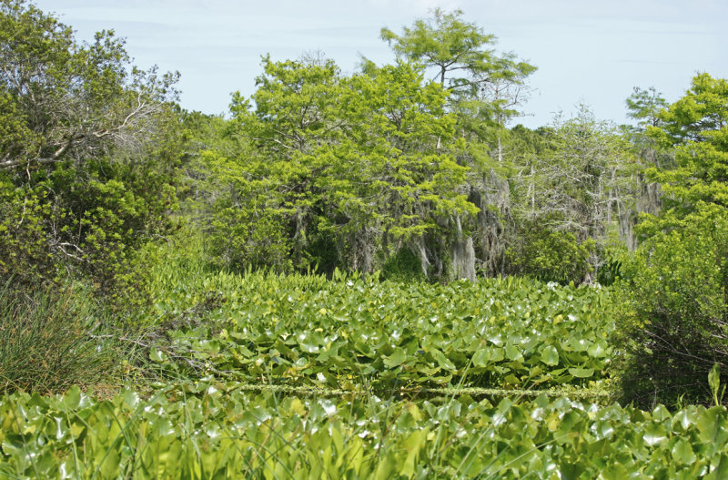 Florida - Orange - Orlando Wetlands Park