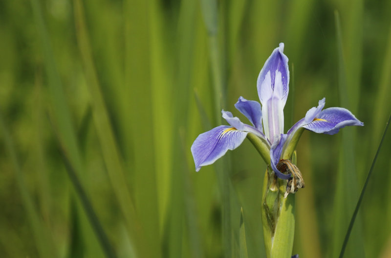 Virginia iris (Iris virginica) Florida - Orange - Orlando Wetlands Park
