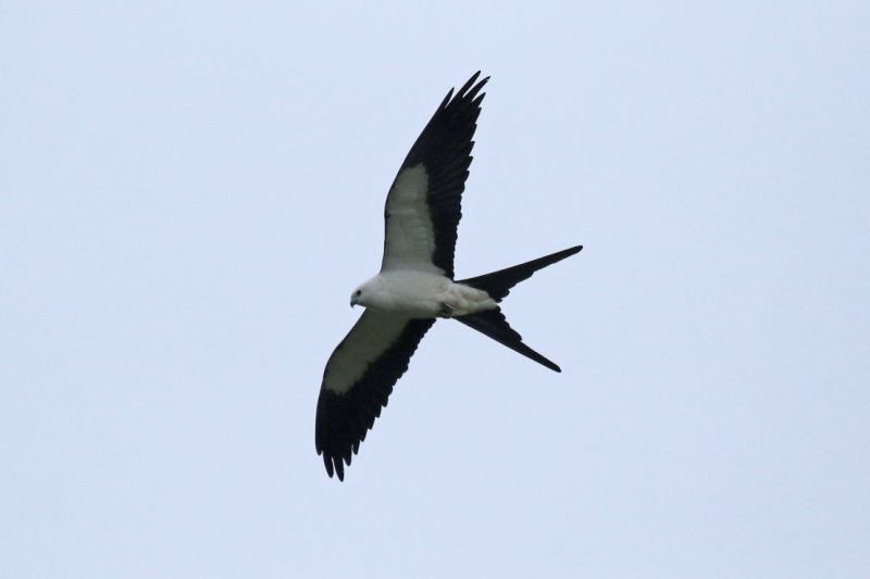 Swallow-tailed Kite (Elanoides forficatus forficatus) Florida - Orange - Wekiwa Springs State Park