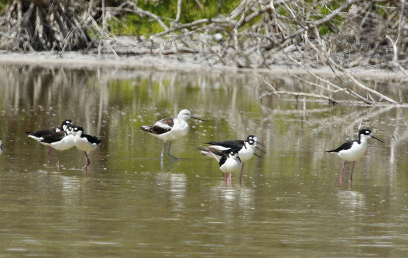 American Avocet (Recurvirostra americana) with Black-necked Stilts - Florida - Everglades NP - Flamingo, Eco Pond