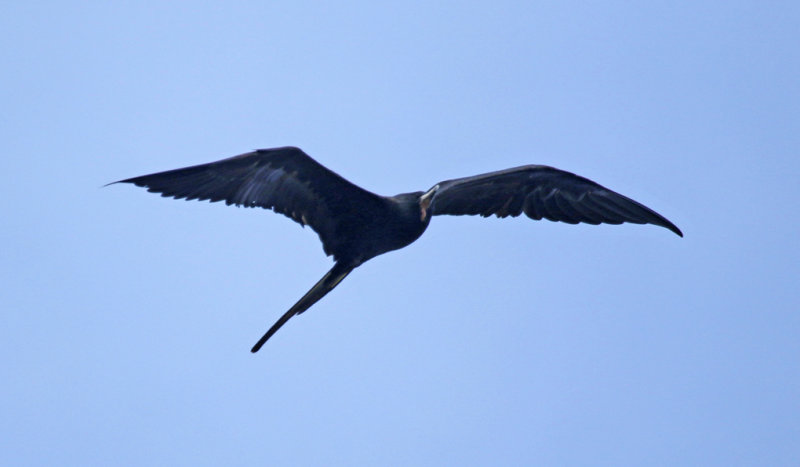 Magnificent Frigatebird (Fregata magnificens) Florida - Key Largo - John Pennekamp Coral Reef State Park