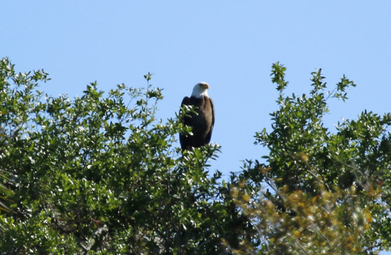 Bald Eagle (Haliaeetus leucocephalus) Florida - Seminole - Lake Jesup Wilderness Area
