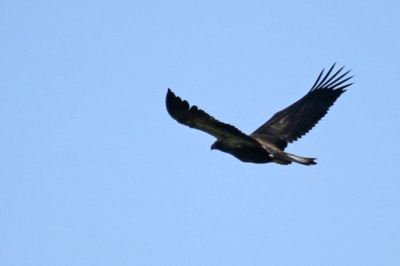 Bald Eagle (Haliaeetus leucocephalus) (Subadult) Florida - Seminole - Lake Jesup Wilderness Area 