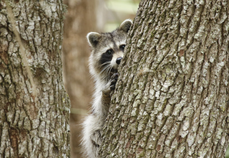 Northern Raccoon (Procyon lotor) Florida - Seminole - Lake Jesup Wilderness Area