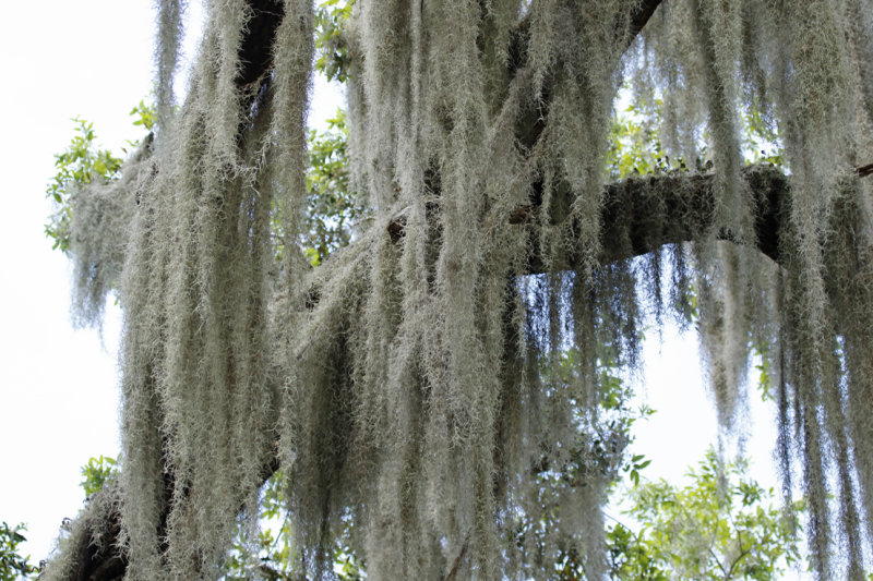Spanish Moss (Tillandsia usneoides) Florida - Seminole - Lake Jesup Wilderness Area